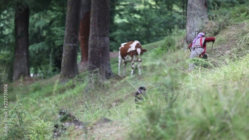 Old shepherd in Himachal mountains, herding cow, herding dog, the Himalayas, green forest, day, spring. Farmer Pasturing Cows, Cowherd walking in Mountains. Woman shepherd grazing cows in mountains.