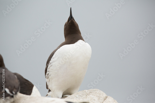 Common Guillemot (uria aalge) adult at breeding site , sky pointing photo