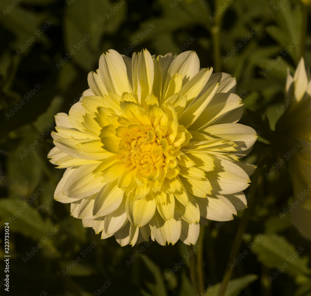 The dahlia (name, Freyas paso doble) in the dahlia garden Baden Baden near the lichtentaler alley. Baden Baden, Baden Württemberg, Germany The dahlia (name, Freyas paso doble) in the dahlia garden Baden Baden near the lichtentaler alley. Baden Baden, Baden Württemberg, Germany