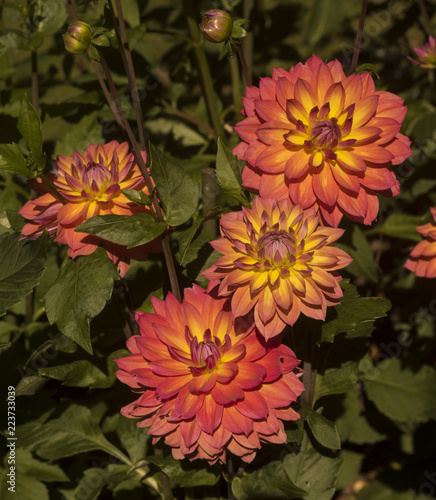 The dahlia (name, Stadt Spremberg) in the dahlia garden Baden Baden near the lichtentaler alley. Baden Baden, Baden Württemberg, Germany photo