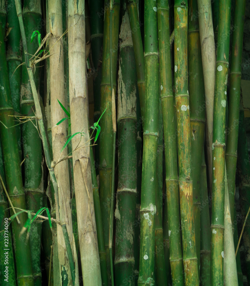 Fototapeta premium many green bamboo