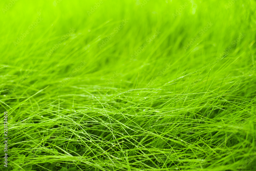 Young Green Wet Grass On Blur Background Grow In Garden In Summer Outdoor Close Up. Young Green Wet Grass On Blur Background Grow In Garden In Summer Outdoor Close Up.