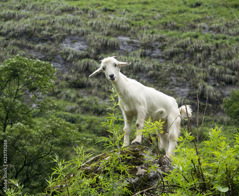 cabra goat nepal cabra goat nepal