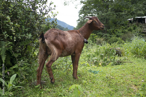 cabra goat nepal