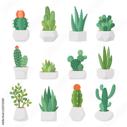 Cartoon colorful cactus and succulents in pots vector set. Decirative flowers and plants. Isolated icons illustration