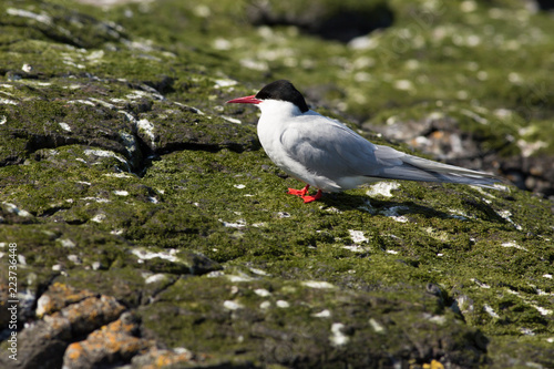 Arctic tern (Sterna paradisaea) calling, at colony