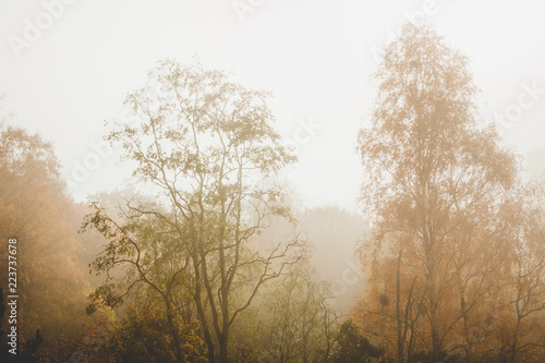 Trees at autumn yellow leaves and fog