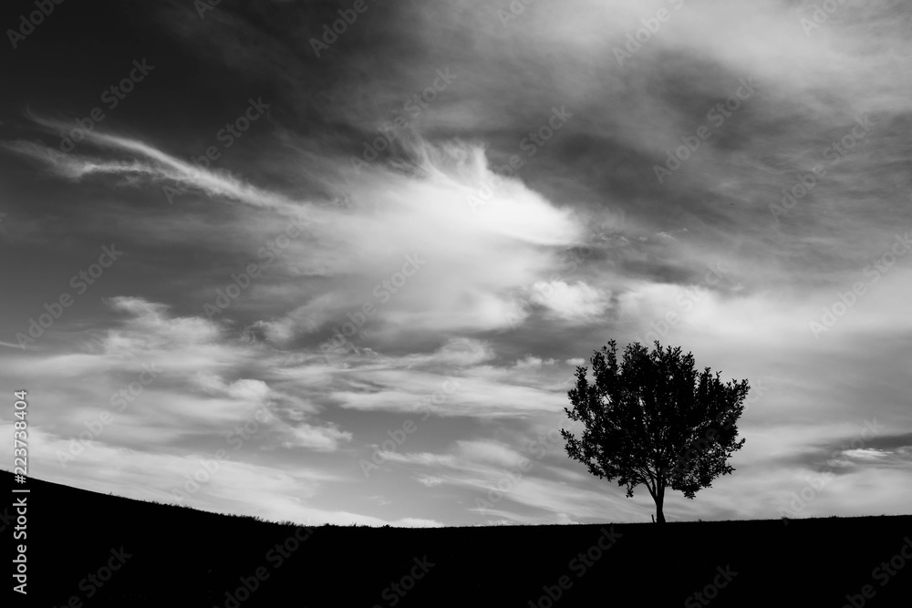 Fototapeta premium Silhouette of a young single tree , dramatic sky minimalist monochrome landscape image.