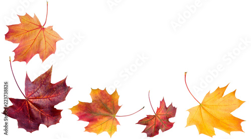 Autumn falling leaves. Autumn design. Templates for placards  banners  flyers  presentations  reports.