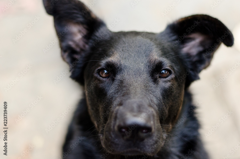 Fototapeta premium Dog staring intently