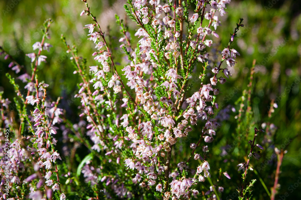 Flowering calluna vulgaris in forest at sunlight