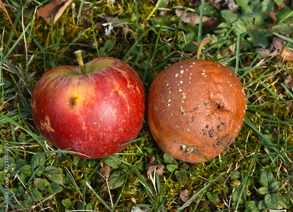 Roter und fauliger Apfel, Apfelfaeule, malus domestica Roter und fauliger Apfel, Apfelfaeule, malus domestica
