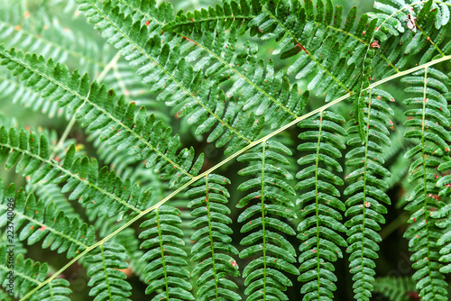 green fern texture