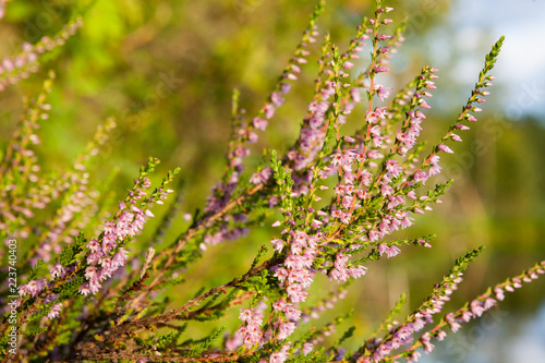 Fototapeta Naklejka Na Ścianę i Meble -  Flowering calluna vulgaris at sunlight