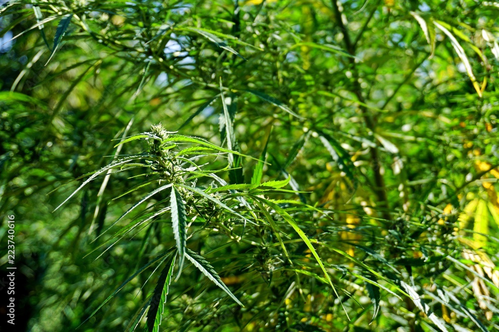 closeup of wild Cannabis, growing in the hills of Nagaland, Northeast India