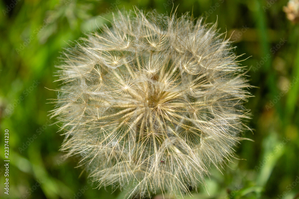 Pusteblume Pusteblume