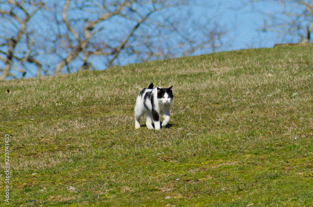 Gato caminando por la hierba 