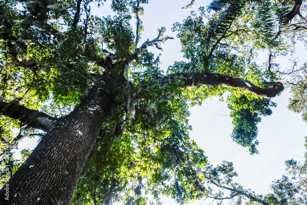 Fototapeta premium The Tree Branch
