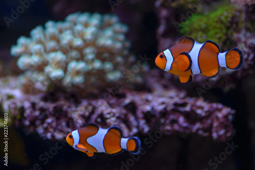Two orange clownfish (Amphiprion percula), swimsh of a before the corals, in a marine aquarium.