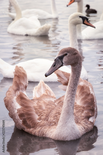 broun young swan on the lake among the white swans, close up vertical portrait.