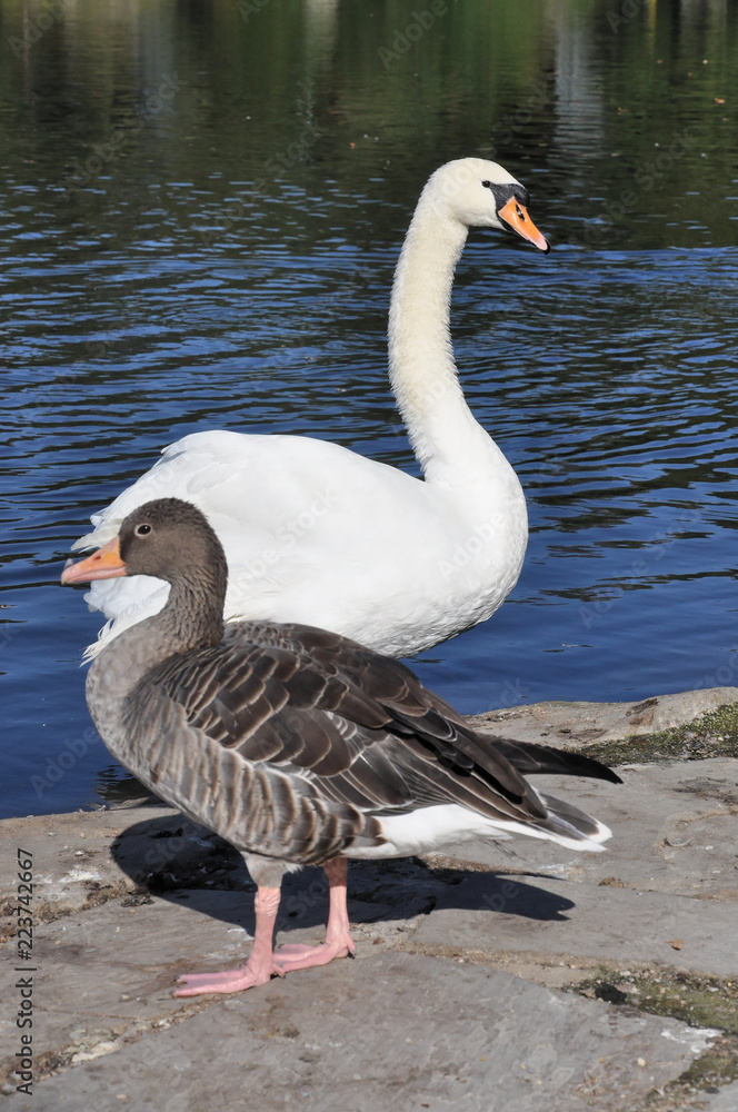 Schwan und Gans am See Schwan und Gans am See
