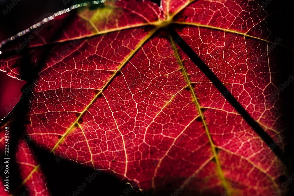 Obraz premium Colors of Autumn