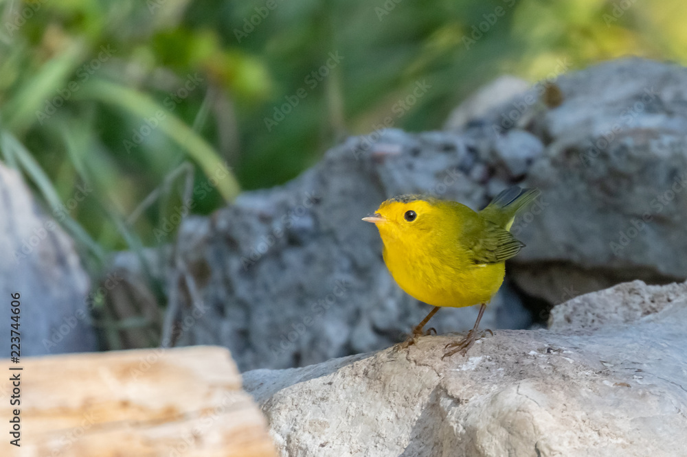 Wilson's warbler on rock near Capulin Spring in Cibola National Forest, Sandia Mountains, New Mexico Wilson's warbler on rock near Capulin Spring in Cibola National Forest, Sandia Mountains, New Mexico
