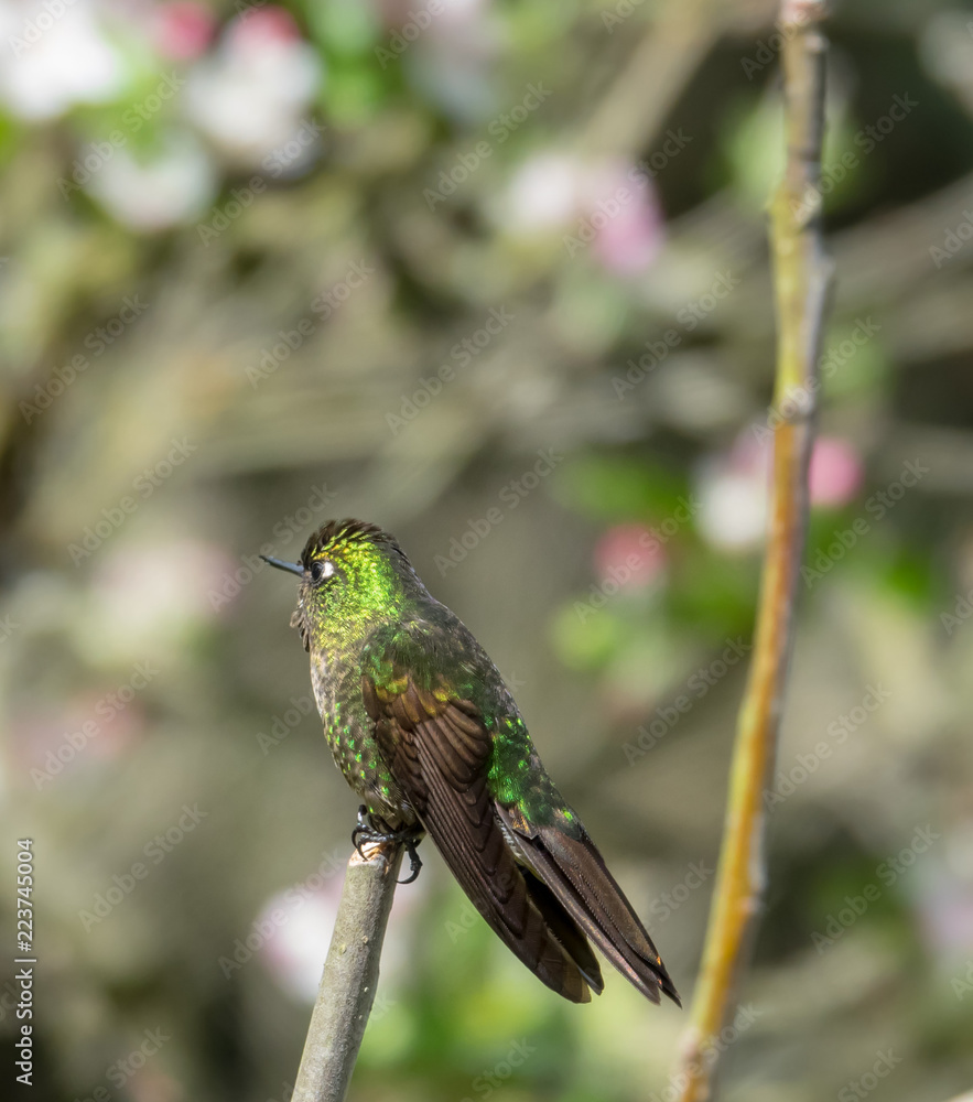 Hummingbird sits on a brach, Ecuador Hummingbird sits on a brach, Ecuador