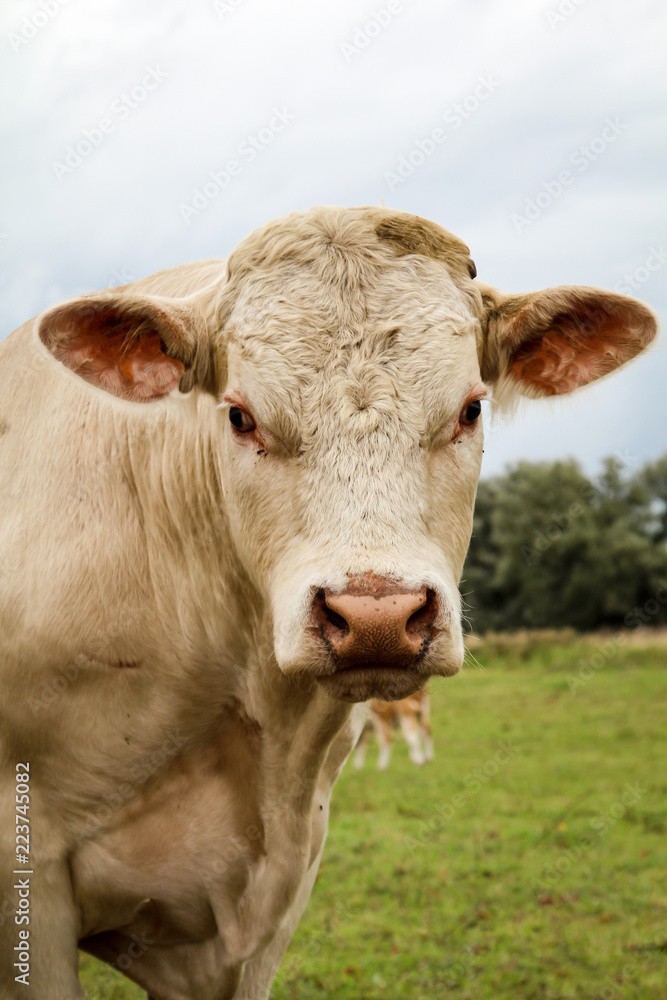 Rind, Rinder, Kuh, Kühe auf der Weide, Koppel