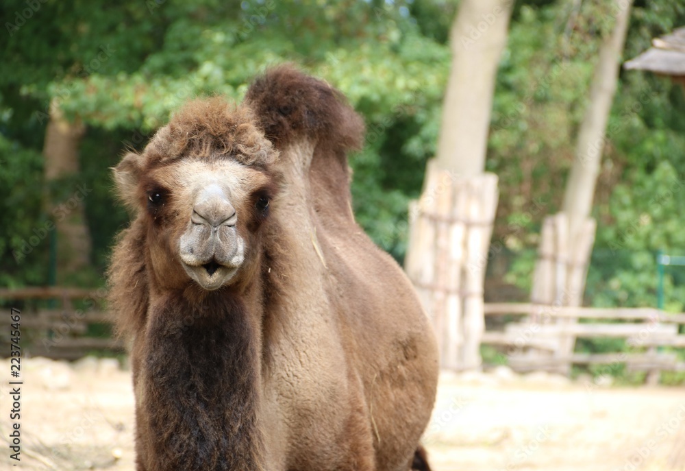 Fototapeta premium Kamle im Zoo