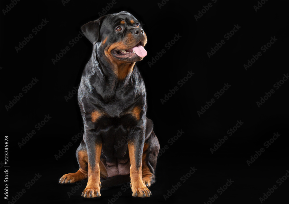 Rottweiler Dog Isolated on Black Background in studio Rottweiler Dog Isolated on Black Background in studio