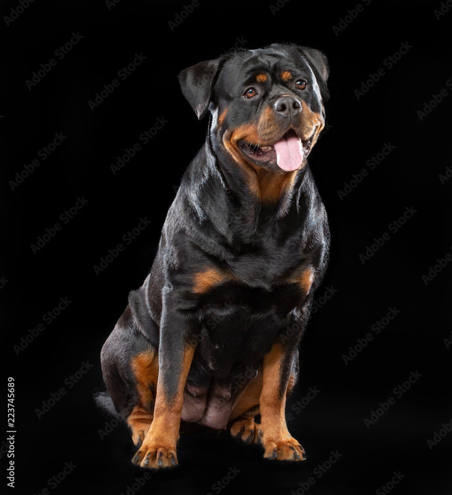 Rottweiler Dog Isolated on Black Background in studio Rottweiler Dog Isolated on Black Background in studio