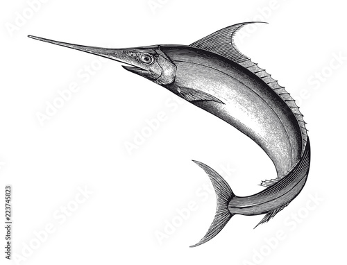 Swordfish Engraving Vintage Illustration Fototapet