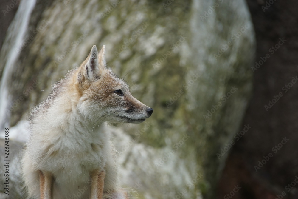 Fototapeta premium fennec