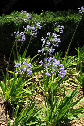 petites fleurs bleues comme des clochettes photo