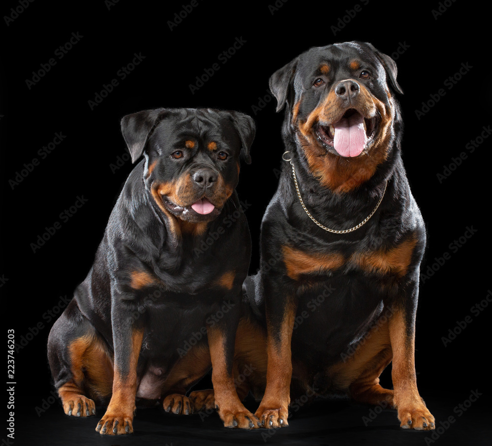 Rottweiler Dog Isolated on Black Background in studio Rottweiler Dog Isolated on Black Background in studio
