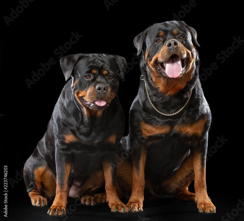 Rottweiler Dog Isolated on Black Background in studio