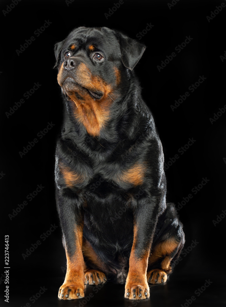 Rottweiler Dog Isolated on Black Background in studio Rottweiler Dog Isolated on Black Background in studio