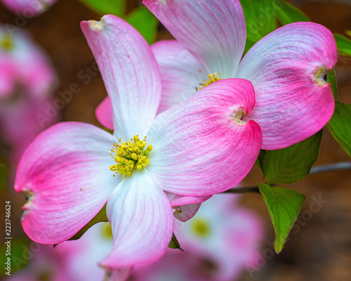 dogwood1