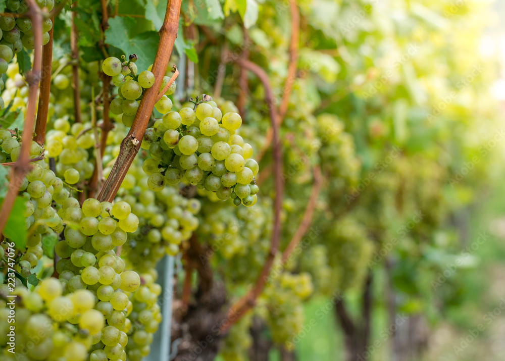 Pinot blanc grapes variety. Vitis vinifera 'Pinot Blanc'. Guyot Vine Training System, South Tyrol, Trentino Alto Adige, Italy.