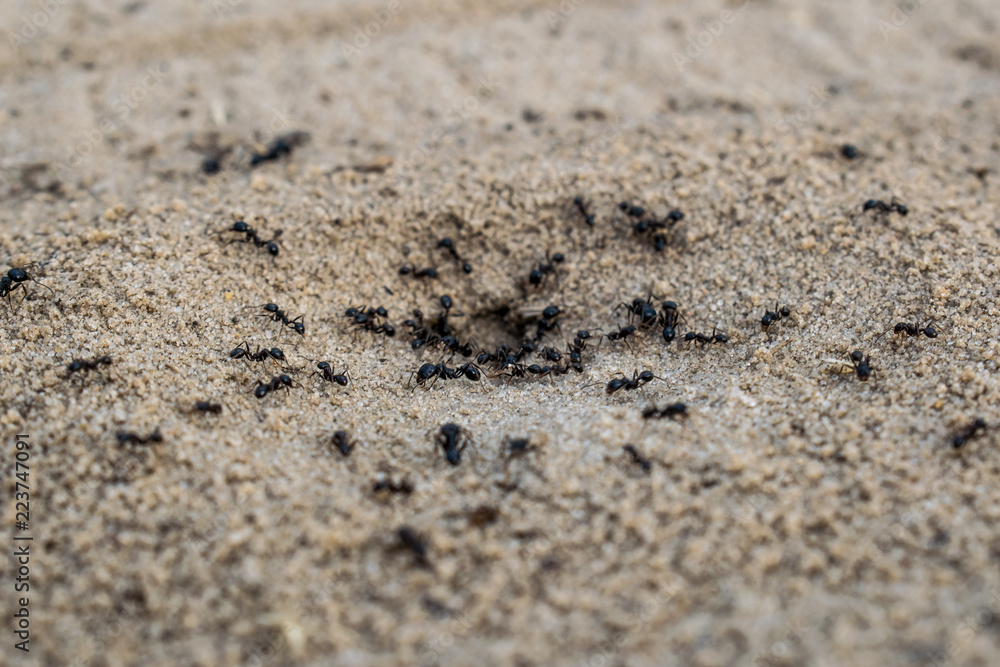 Anthill in the sand. Scaffolding construction of animal origin. Known species of small insects. Brown working-class ants. Spring case of small animals. Natural simple background. Anthill in the sand. Scaffolding construction of animal origin. Known species of small insects. Brown working-class ants. Spring case of small animals. Natural simple background.