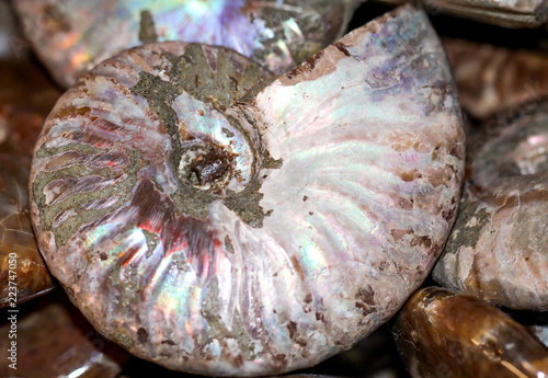 Opalisierender Ammonit