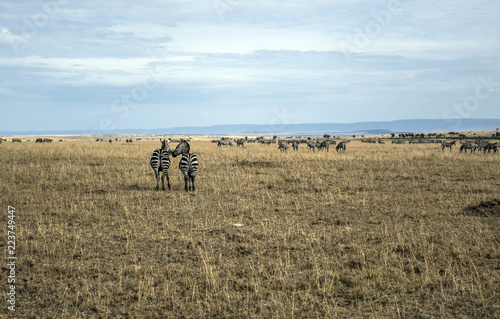 Masai Mara Landscape © Pradeep