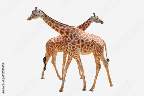 Sticker Two giraffes, isolated on white