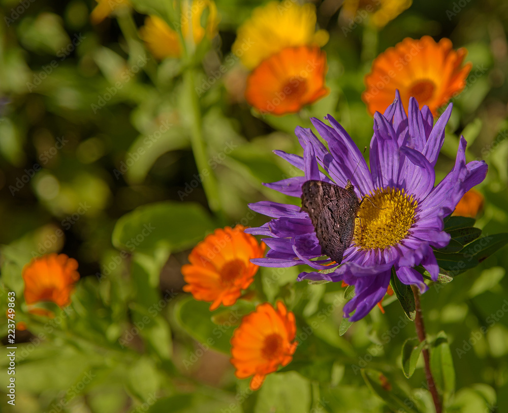 Butterfly on a purple aster frikarti. Autumn colorful flowers. Close up Butterfly on a purple aster frikarti. Autumn colorful flowers. Close up