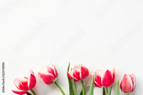 Fototapeta Naklejka Na Ścianę i Meble -  red tulips on white background. flora botany and spring. beautiful flower bouquet on mothers or womens day. free space concept.