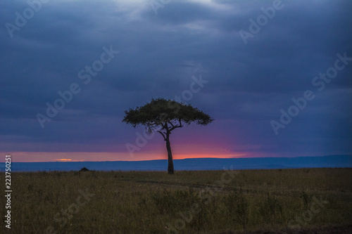 Fototapeta Naklejka Na Ścianę i Meble -  Masai Mara Landscape