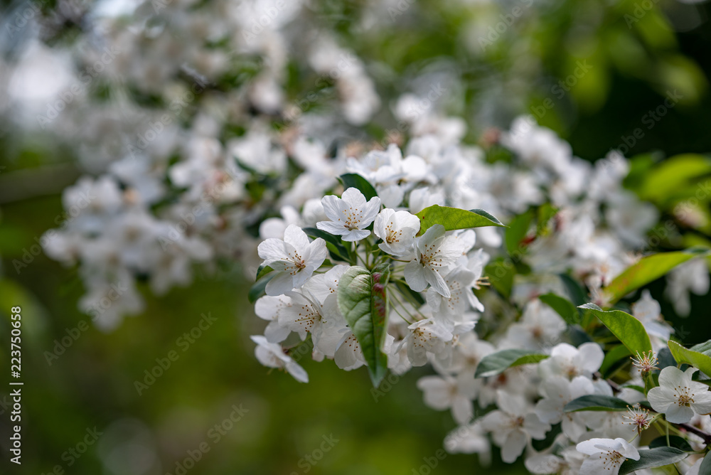 ズミの花 ズミの花