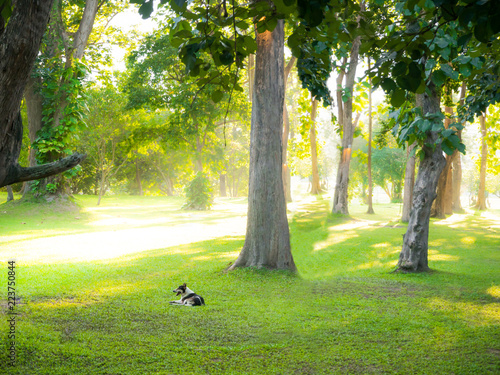 Dog sitting on garden park with sunlight © Wathanachai