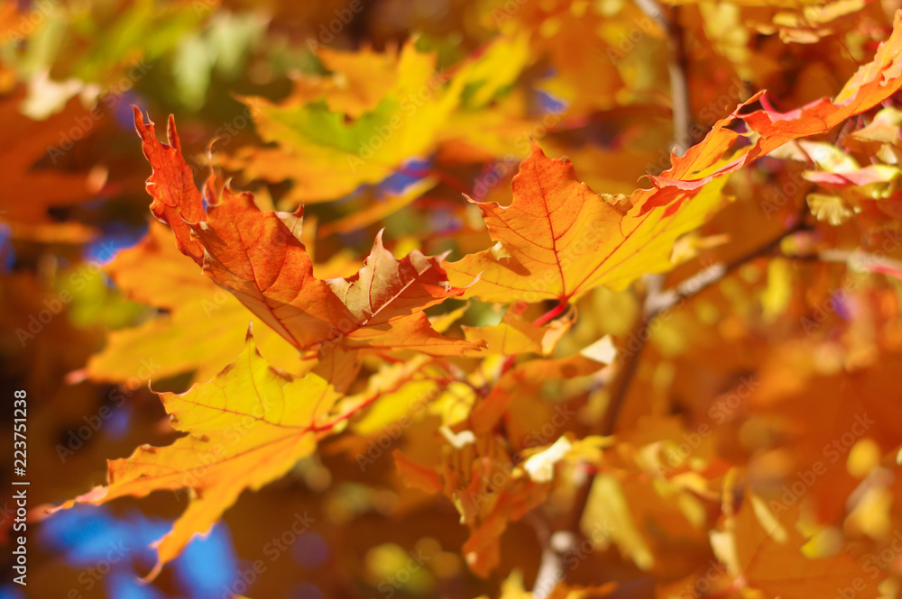 Autumn maple leaves with background blur Autumn maple leaves with background blur